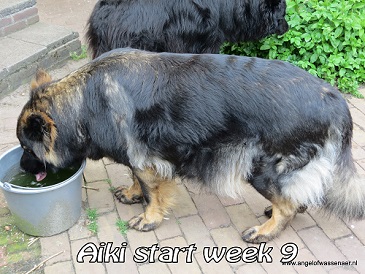 Aiki 8 weken drachtig en de start van week 9